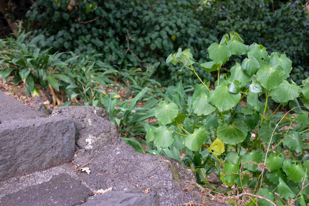 A small kawakawa tree in front of a whole bunch of big kawakawa trees. Image Alex Blackwood.